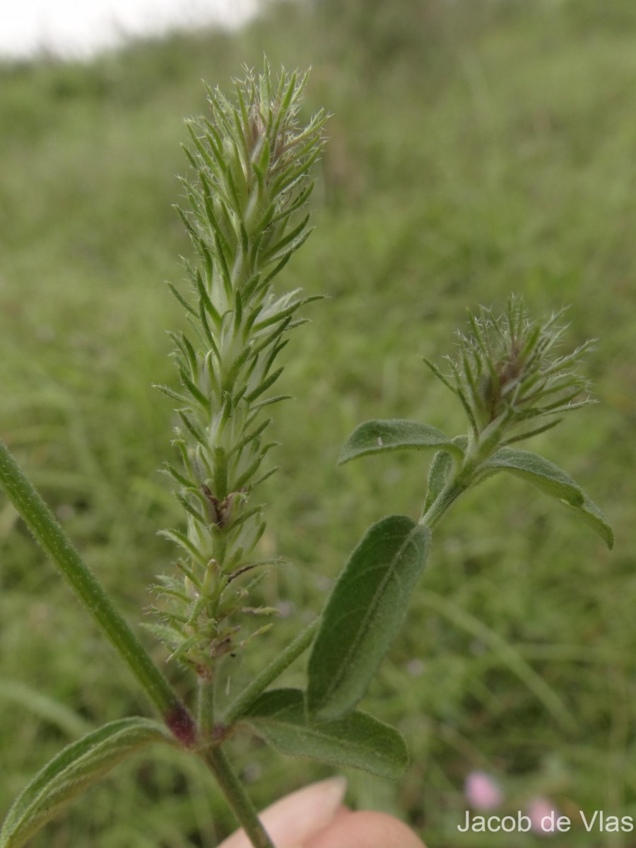 Rostellularia procumbens (L.) Nees